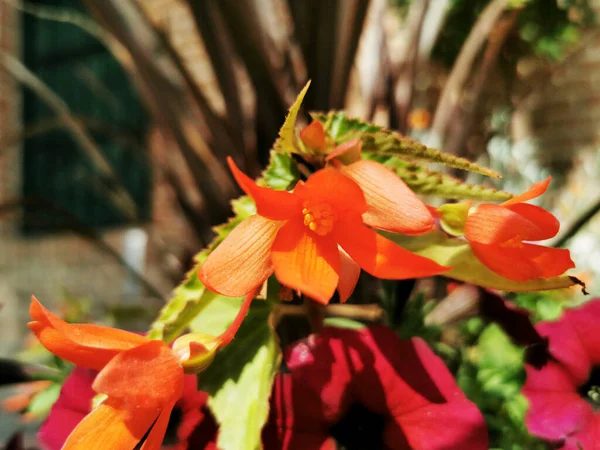 Gros Plan Fleurs Orange Rose Dans Jardin — Photo