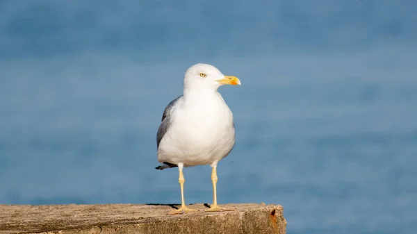 Tiro Enfoque Selectivo Una Gaviota Gris Con Cabeza Blanca Pie — Foto de Stock