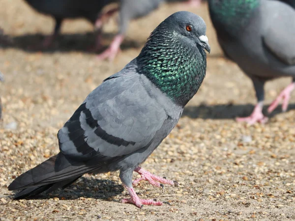 Troupeau Pigeons Mangeant Des Graines Extérieur — Photo