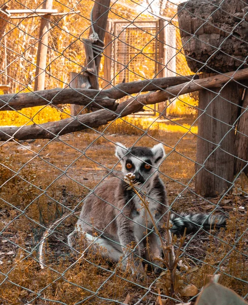 Sebuah Tembakan Jarak Dekat Vertikal Dari Lemur Dalam Sangkar — Stok Foto