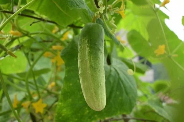 Gros Plan Sélectif Concombre Poussant Dans Jardin — Photo