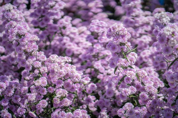 Eine Nahaufnahme Von Lila Buschigen Aster Blüten Die Auf Einem — Stockfoto