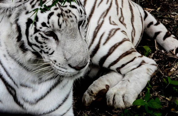 Μια Όμορφη Τίγρης Αλμπίνο Ξαπλωμένη Στο Έδαφος Ζωολογικό Κήπο — Φωτογραφία Αρχείου