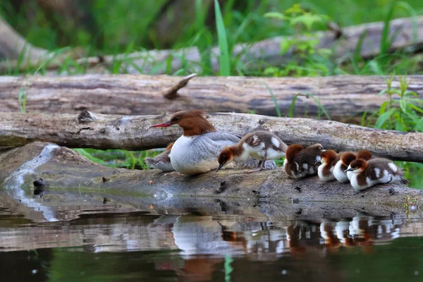 Uma Mãe Pato Com Seus Patinhos Empoleirados Pela Lagoa — Fotografia de Stock