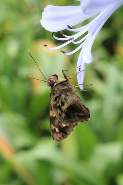 Gros Plan Papillon Nuit Sur Une Fleur Violette — Photo