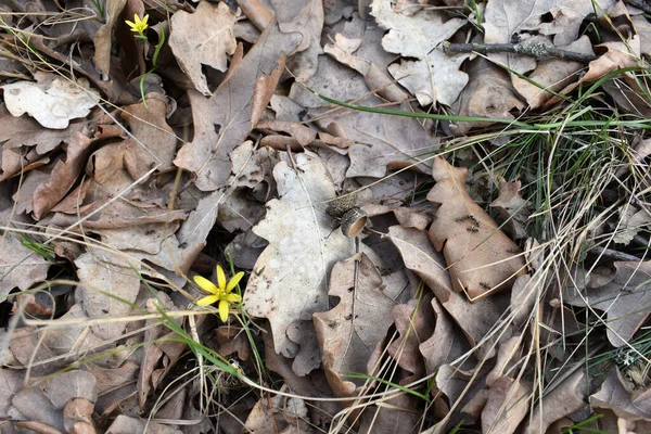 Widok Bliska Maleńkiego Kwiatu Żółtymi Płatkami Rosnącymi Pobliżu Wysuszonych Liści — Zdjęcie stockowe