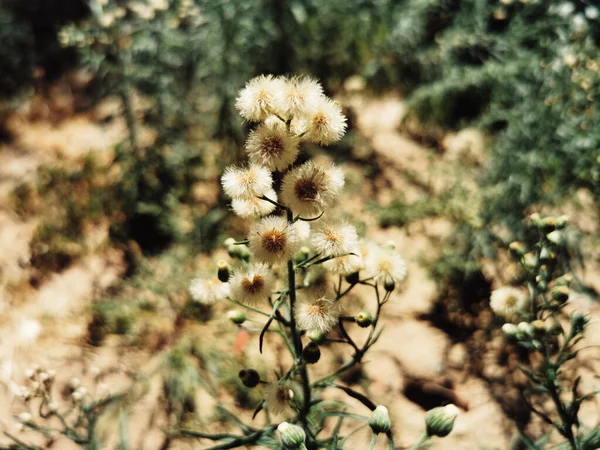 Gros Plan Conyza Bonariensis Puces Poilues Fleurs — Photo