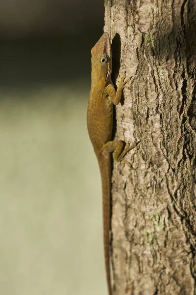 도마뱀 물결치는 배경에 맞닿아 나무에 오르는 — 스톡 사진