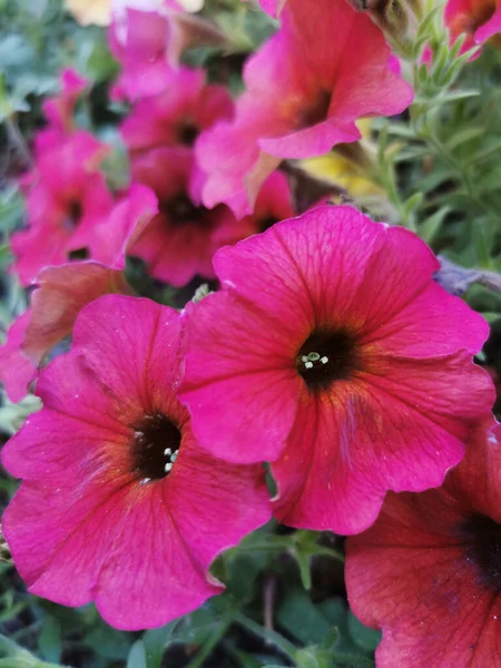 Een Verticaal Close Shot Van Een Tuin Vol Roze Bloemen — Stockfoto