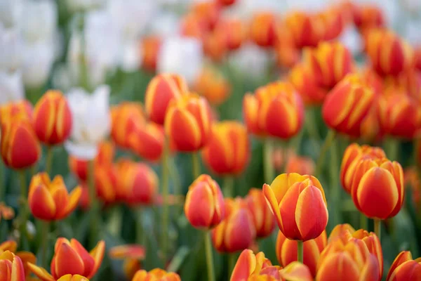 Une Mise Point Sélective Tulipes Orange Rouge Aux Feuilles Vertes — Photo
