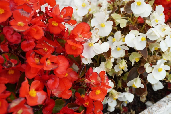 Gros Plan Des Fleurs Bégonia Blanches Rouges Fleuries Dans Jardin — Photo