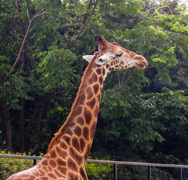 Uma Girafa Alta Olhando Sobre Sua Cerca Zoológico Com Árvores — Fotografia de Stock