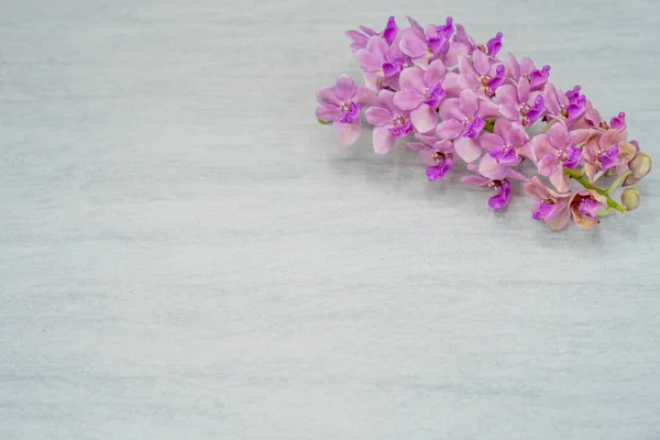 Μια Κορυφαία Άποψη Των Λουλουδιών Phalaenopsis Schilleriana Μια Λεία Επιφάνεια — Φωτογραφία Αρχείου
