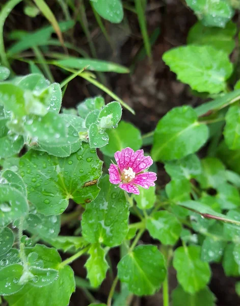 Colpo Verticale Del Fiore Rosa Che Circonda Vegetazione Verde Contrastante — Foto Stock