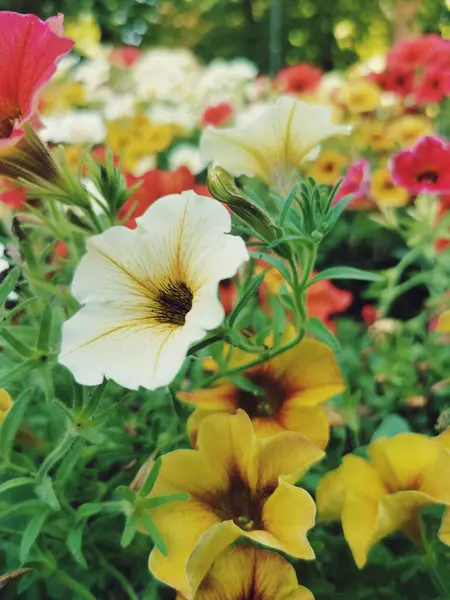 Gros Plan Vertical Jardin Plein Fleurs Jaunes Rouges Blanches — Photo