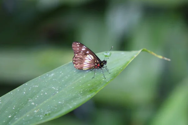 Closeup Shot Moth Green Leaf — Stock Photo, Image