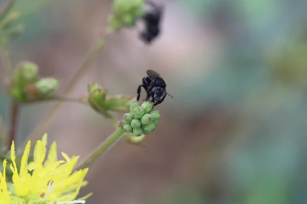 Ένα Κοντινό Πλάνο Μαύρων Εντόμων Κίτρινα Λουλούδια Πικραλίδας — Φωτογραφία Αρχείου