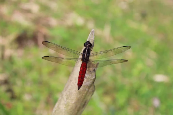 Een Close Opname Van Een Grote Libelle Een Tak — Stockfoto