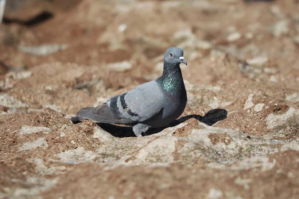 屋外の岩の上に鳩のクローズアップショット — ストック写真