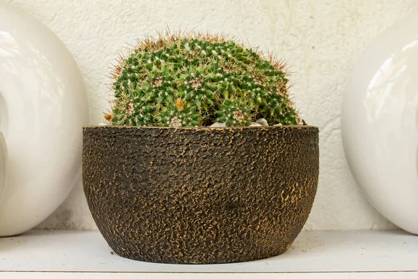 Eine Nahaufnahme Von Einem Kaktus Topf — Stockfoto