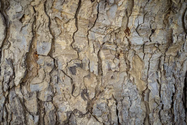 Gros Plan Une Surface Texturée Arbre — Photo