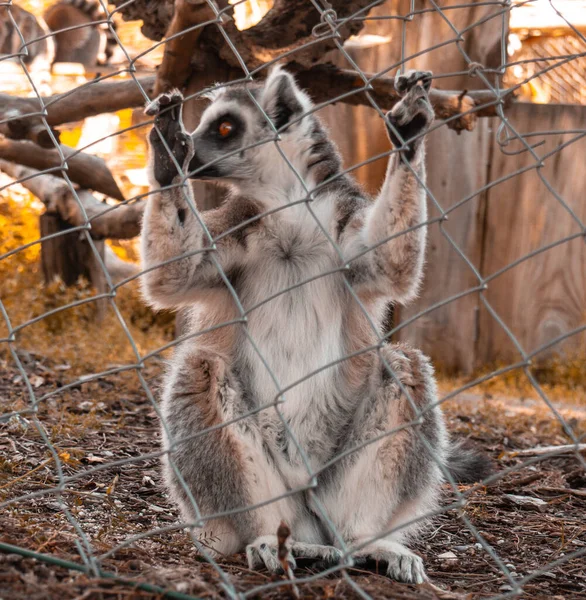 Detailní Záběr Lemura Kleci — Stock fotografie