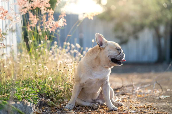 Close Shot Cute French Bulldog Sitting Grass Field — Stock Photo, Image