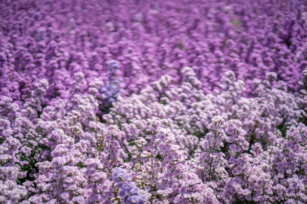 Ein Malerischer Blick Auf Blühende Lila Margaretenblumen Ideal Für Tapeten — Stockfoto