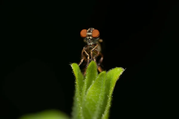 Makro Strzał Holcocephala Fusca Zielonej Roślinie Izolowane Czarnym Tle — Zdjęcie stockowe