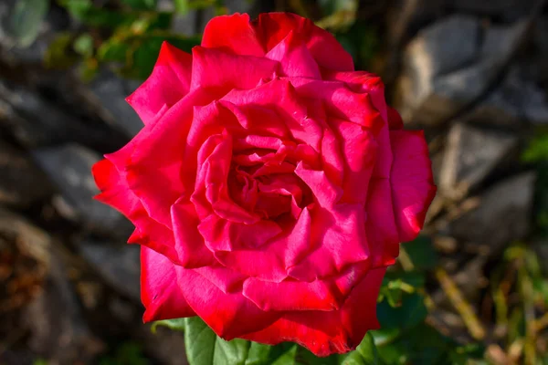 Vertical Shot Bright Rose — Stock Photo, Image