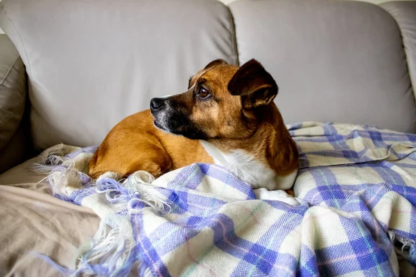 Closeup Shot Cute Jack Russell Terrier Dog Laying Sofa Looking Stock Photo