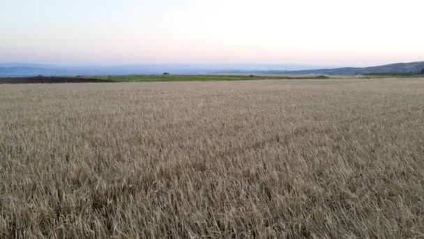 Wheat Field Countryside — Stock Video