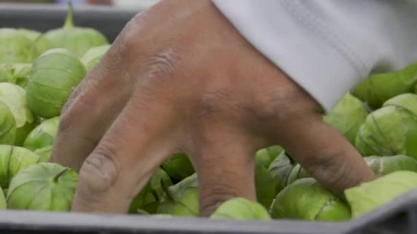 Reifes Gemüse Auf Dem Bauernhof Ernte — Stockvideo