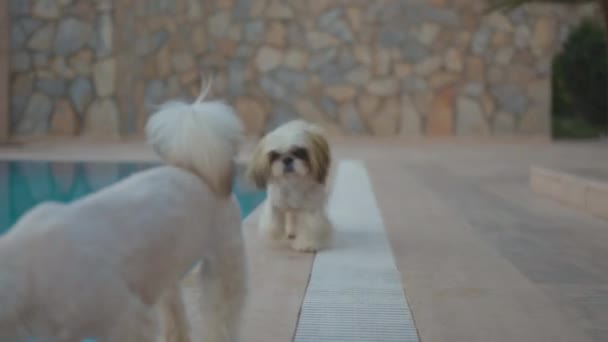 公園の犬 — ストック動画