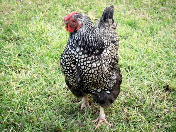 Курица Серебристым Мехом Зеленой Траве — стоковое фото