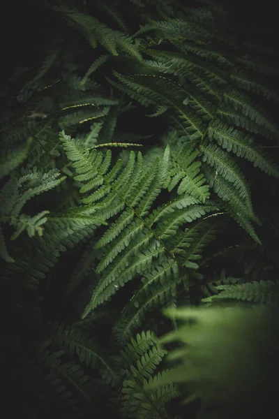 Patrón Planta Minimalista Verde Oscuro —  Fotos de Stock