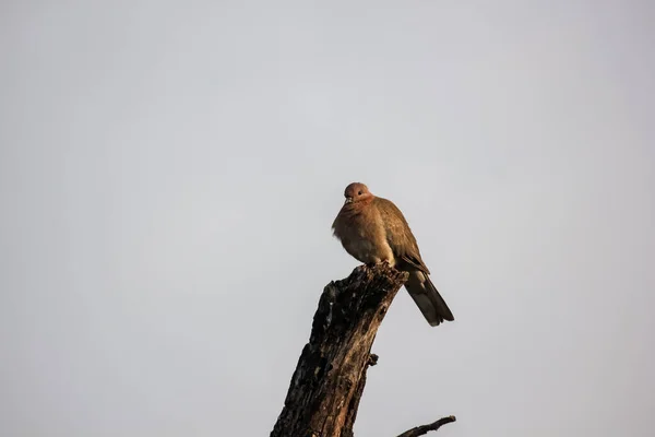 Ένα Κοινό Kestrel Πουλί Σκαρφαλωμένο Ένα Ξηρό Κλαδί Δέντρου Άγρια — Φωτογραφία Αρχείου