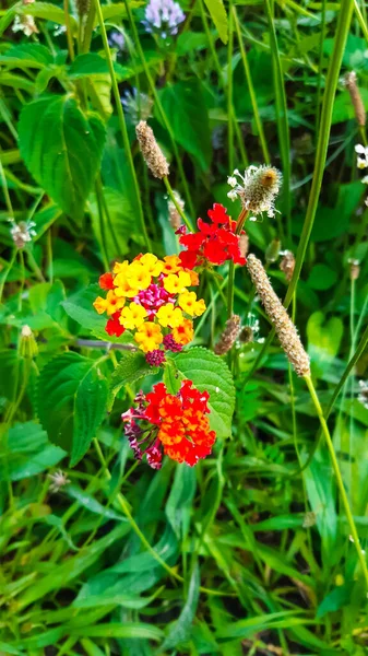 Vertical Closeup Lantana Small Vibrant Flowers — Stock Photo, Image