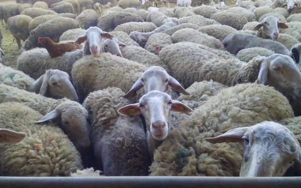 Zbliżenie Grupy Owiec Farmie — Zdjęcie stockowe