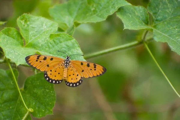 Acraea Terpsicore Huître Fauve Papillon Ailes Coriaces Dans Les Prairies — Photo