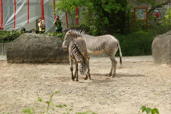 Berlin Germany Apr 2010 Couple Zebras Resting Berlin Zoo Germany — Stock Photo, Image