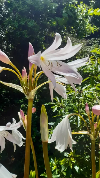 Vertical Closeup Madonna Lily Beautiful White Flowers Madeira Portugal — Stock Photo, Image