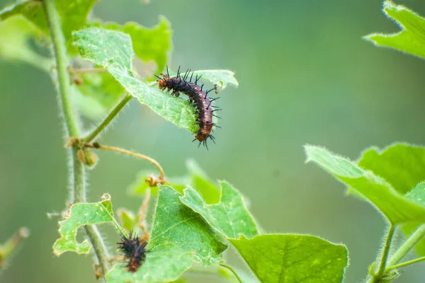 Een Rode Rups Die Groene Bladeren Eet — Stockfoto