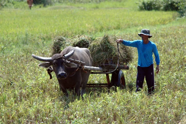 Banaue Filipinas Nov 2019 Agricultor Tradicional Campo Arroz Com Vaca — Fotografia de Stock