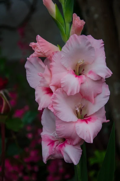 Close Vertical Gladiolus Rosa — Fotografia de Stock