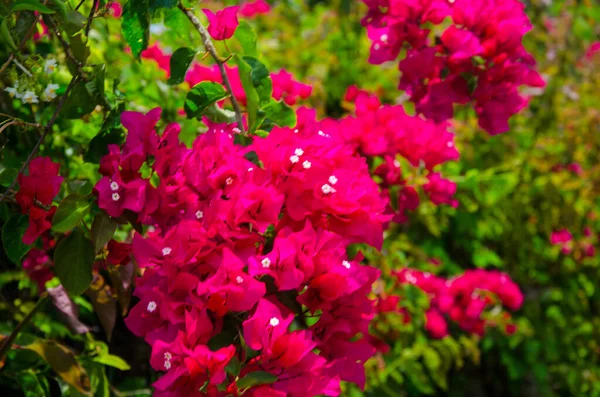 Een Close Van Bougainvillea Prachtige Levendige Bloemen Madeira Portugal — Stockfoto