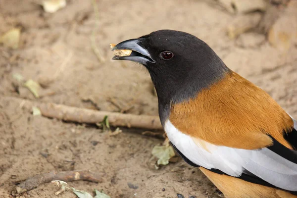 Погляд Барвистого Птаха Чимось Роті Національному Парку Кеоладео Бхаратпур — стокове фото