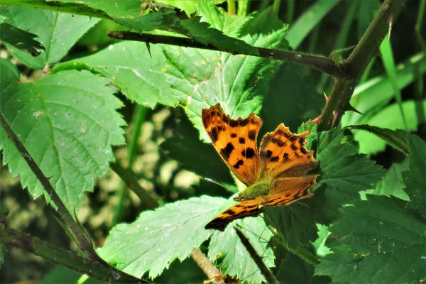 Hög Vinkel Skott Orange Fjäril Gröna Blad Rampljuset — Stockfoto