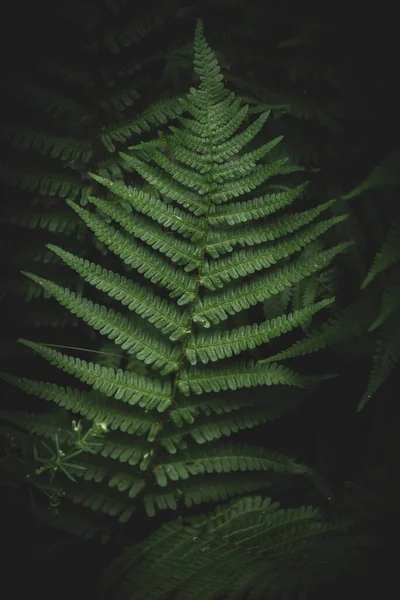 Fougère Vert Foncé Dans Les Bois — Photo