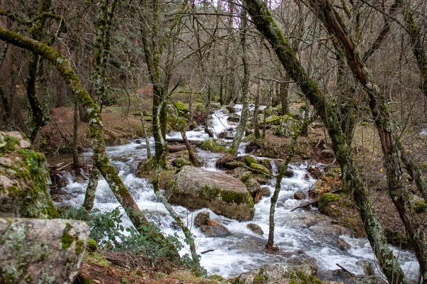 Ένα Κοντινό Πλάνο Ενός Ορεινού Ποταμού Που Περιβάλλεται Από Δέντρα — Φωτογραφία Αρχείου